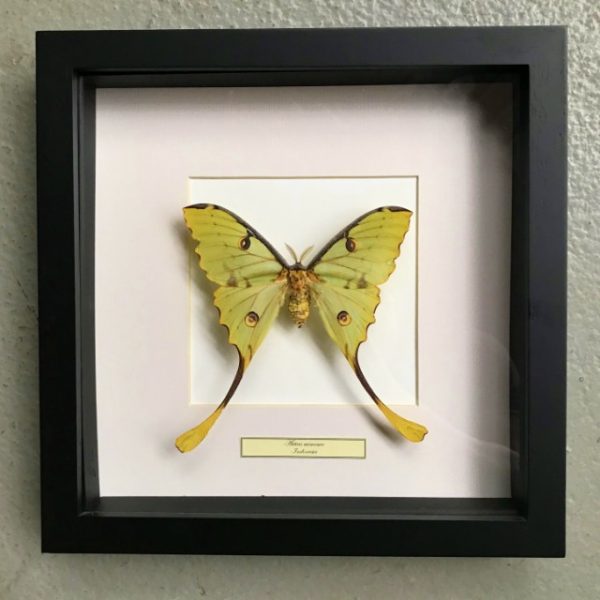 Vlinder in houten frame (Actias Mimosa)