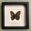 Butterfly in wooden frame (Stichophthalmus Louisa Siamensis)