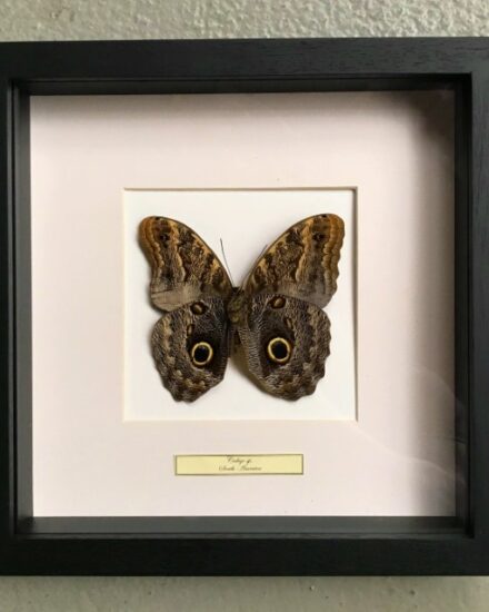 butterfly-in-wooden-frame-caligo-martia-1069246-en-max