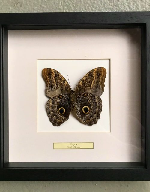 Vlinder in houten frame (Caligo Martia)