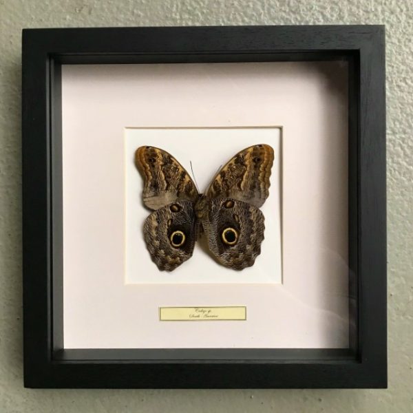 Butterfly in wooden frame (Caligo Martia)