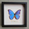 Butterfly in real wooden frame (Papilio Antenor)