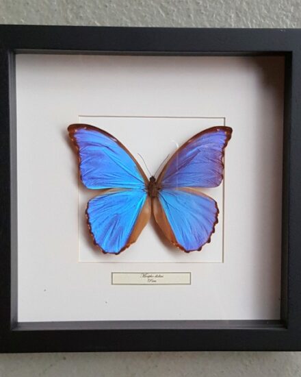 butterfly-in-wooden-frame-morpho-didius-1069483-en-max