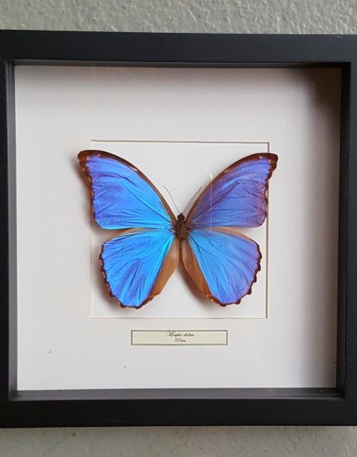 Butterfly in wooden frame (Morpho Didius)