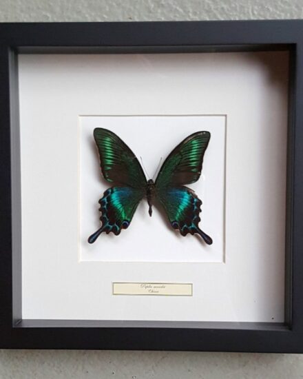 butterfly-in-wooden-frame-papilio-maackii-1069482-en-max