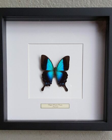 butterfly-in-wooden-frame-papilio-periclus-periclus-1069220-en-max