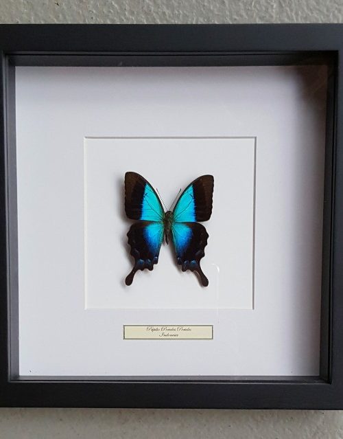 Butterfly in wooden frame (Papilio Periclus Periclus)