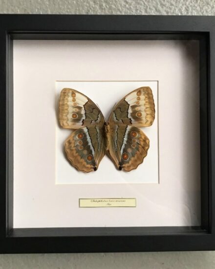 butterfly-in-wooden-frame-stichophthalmus-louisa-siamensis-1069481-en-max