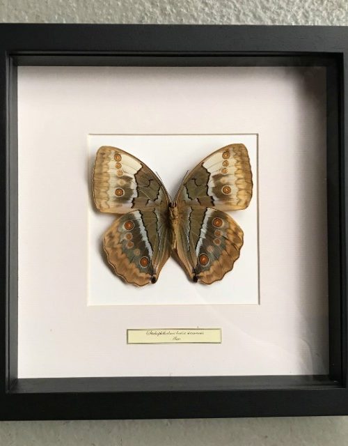 Vlinder in houten frame (Stichophthalmus Louisa Siamensis)