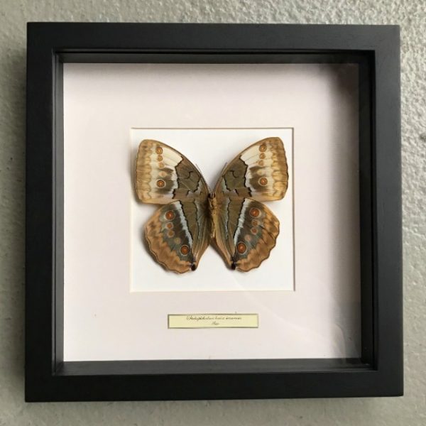 Butterfly in wooden frame (Stichophthalmus Louisa Siamensis)