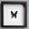 Vlinder in houten frame (Urania Ripheus)
