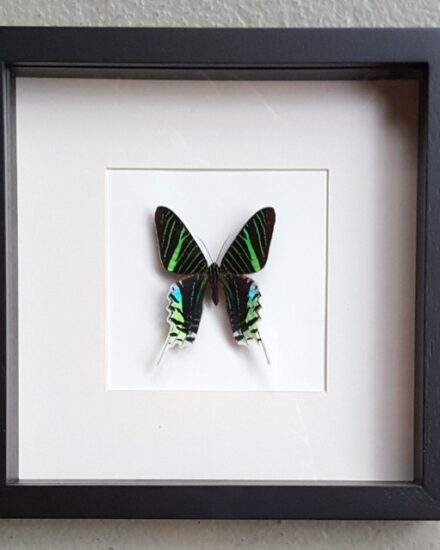 butterfly-in-wooden-frame-urania-leilus-1069218-en-max