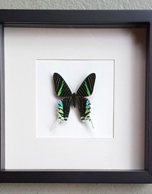 Vlinder in houten frame (Urania Leilus)