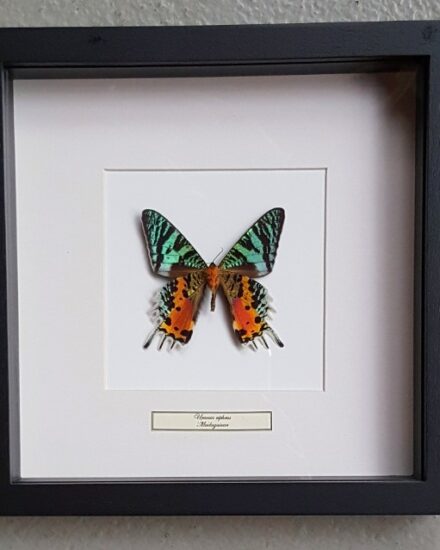 butterfly-in-wooden-frame-urania-ripheus-1069219-en-max