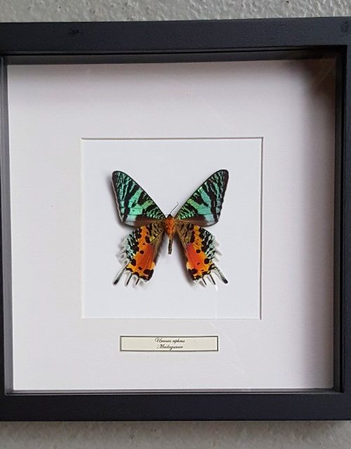 Butterfly in wooden frame (Urania Ripheus)