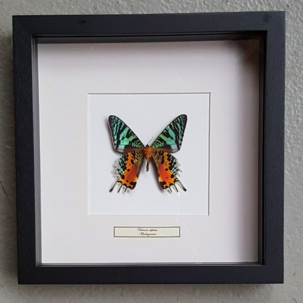 Schmetterling in Holzrahmen (Urania Ripeus)