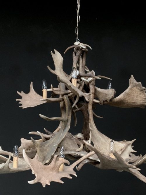 Chandelier of fallow deer antlers