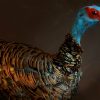 colorful ocellated Turkey
