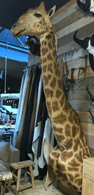 Kolossale opgezette kop van een giraffe.