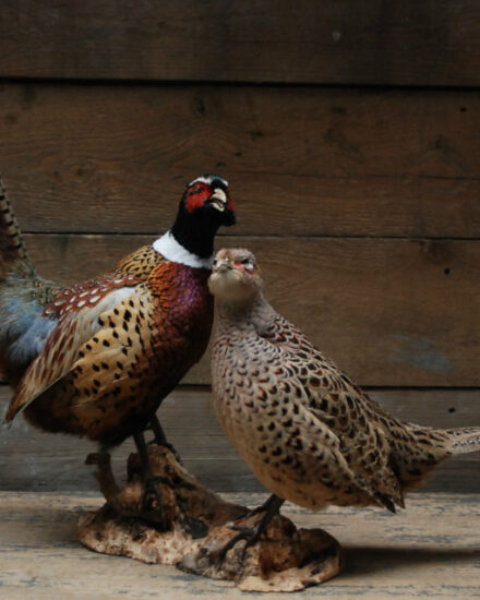 couple-of-stuffed-pheasants-376705-en-max