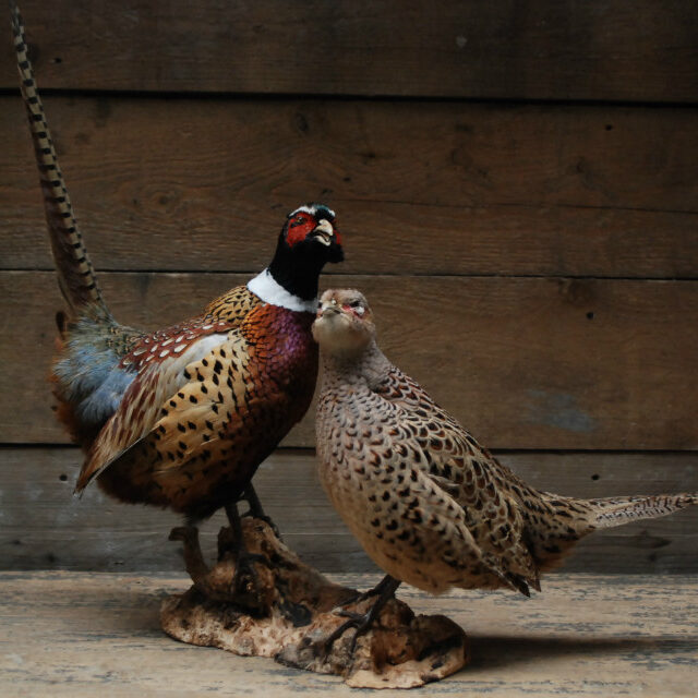 couple-of-stuffed-pheasants-376705-en-max