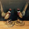 Couple recently stuffed pheasants