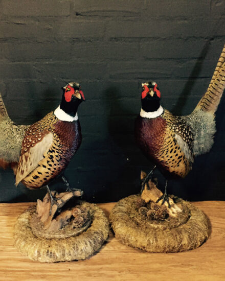 couple-recently-stuffed-pheasants-431015-en-max