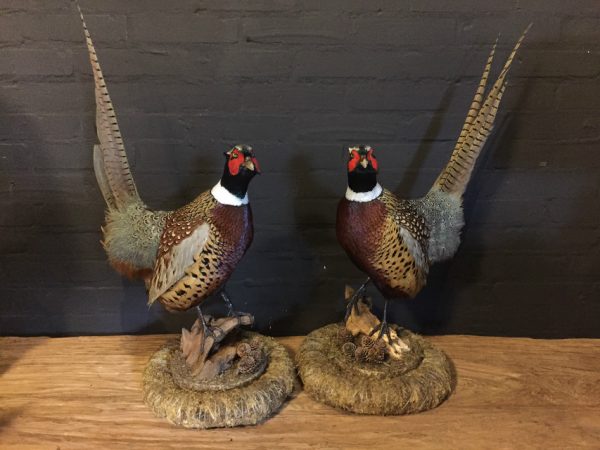 Paar recent opgezette fazanten