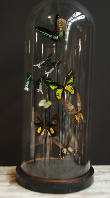 Decoratieve antieke stolp met vlinders