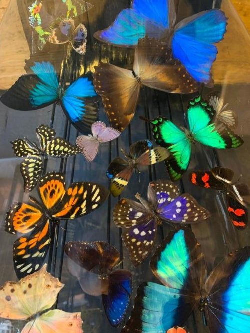 Antikes XXL Glockenglas reich gefüllt mit Schmetterlingen.