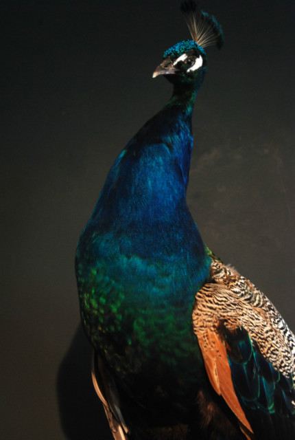 Elegant stuffed peacock.