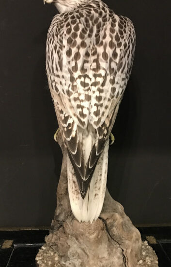 especially-fine-taxidermy-gyrfalconi-731600-en-max