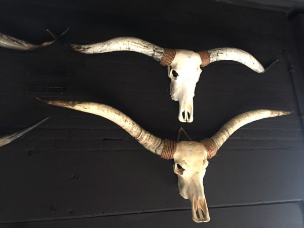 Exclusieve schedel van een longhorn