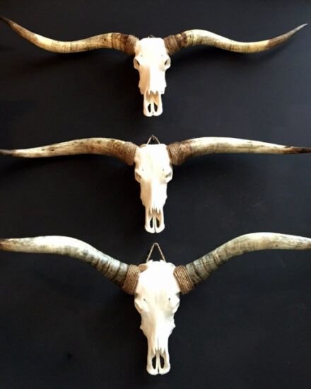 exclusive-skull-of-a-longhorn-377467-en-max