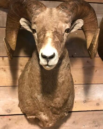 exclusive-taxidermy-head-of-a-bighorn-ram-878639-en-max