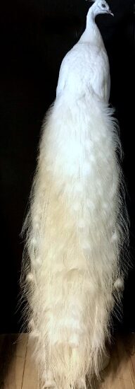 exclusive-taxidermy-white-peacock-1042382-en-max