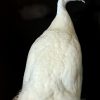 Exclusive taxidermy white peacock
