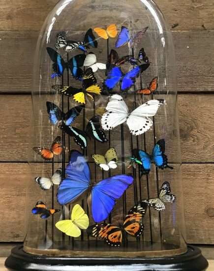 extremely-large-antique-glass-dome-with-mix-of-butterflies-1145706-en-max