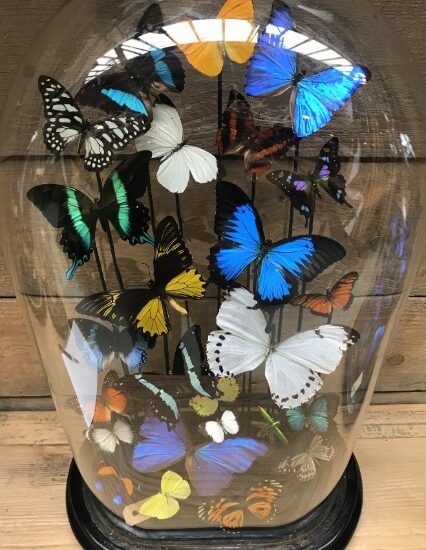 extremely-large-antique-glass-dome-with-mix-of-butterflies-1145708-en-max