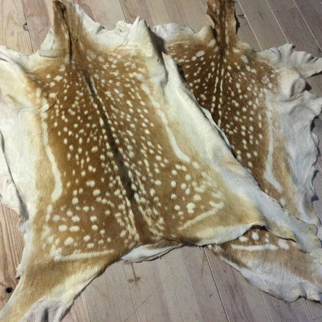 fallow-deer-hides-377828-en-max