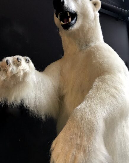 fm-103-rare-stuffed-polar-bear-802276-en-max