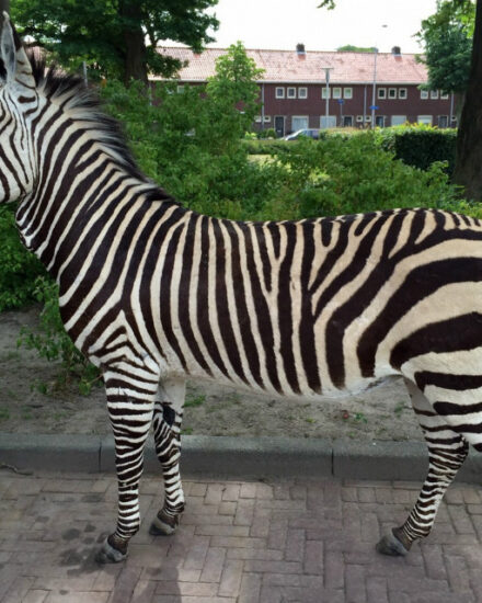 fm-104-very-unique-taxidermy-mountain-zebra-378711-en-max