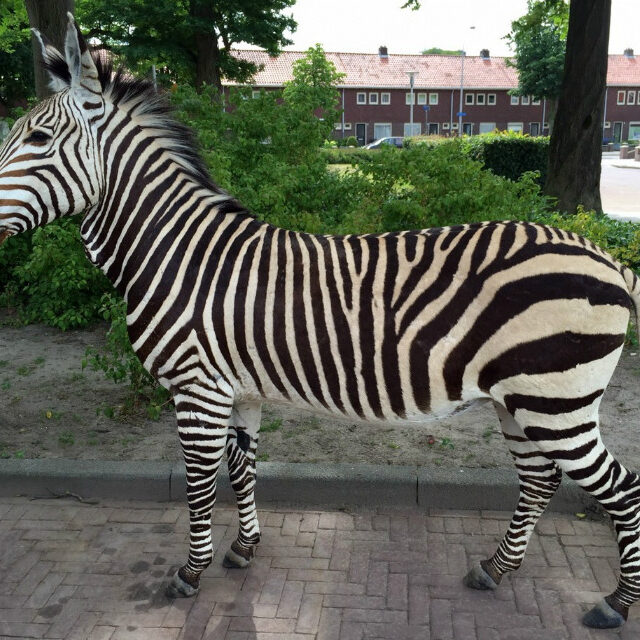 fm-104-very-unique-taxidermy-mountain-zebra-378711-en-max