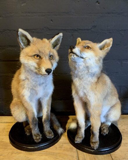 fm-201-taxidermy-young-fox-2169693-en-max