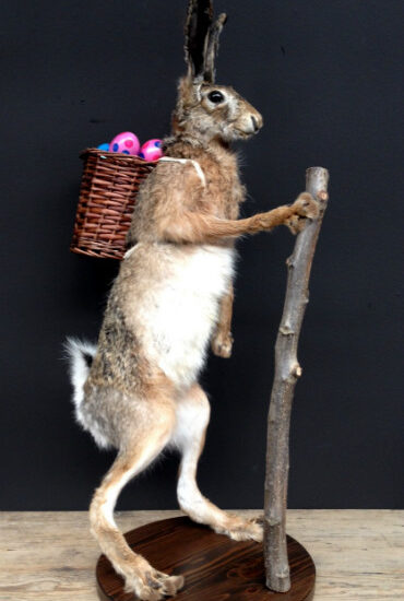 fm-240-taxidermy-easter-bunny-1572430-en-max