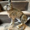 Taxidermie Hase