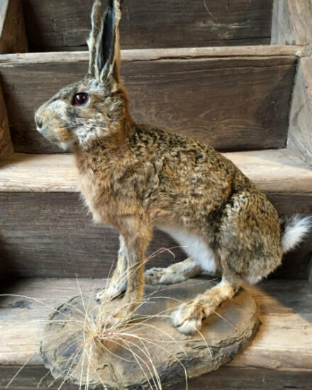 fm-251-a-taxidermy-hare-378701-en-max