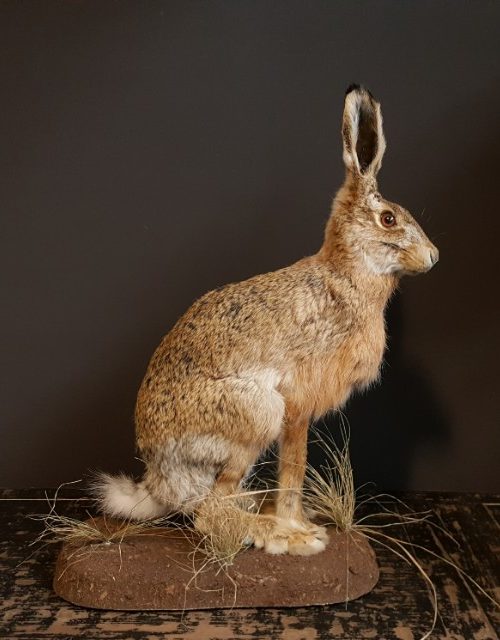 Fullmount hare