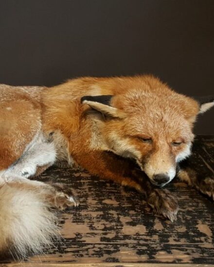 fm-262-b-sleeping-fox-1931784-en-max-e1598000417978