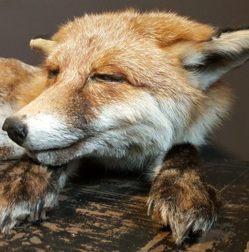 Taxidermy sleeping fox